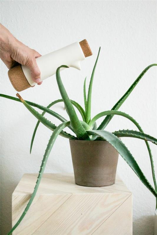 vihreät huonekasvit kuvat ruukkukasvit aloe vera hoito