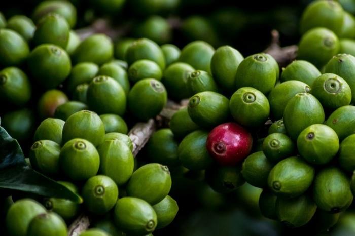 vihreä kahvi terveellinen laihtuminen kahvipensas vihreät pavut