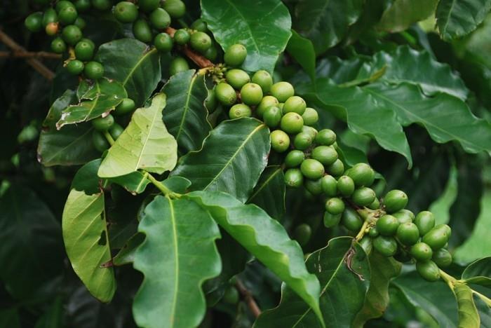 vihreä kahvi terveellinen laihtuminen srrauch hedelmiä