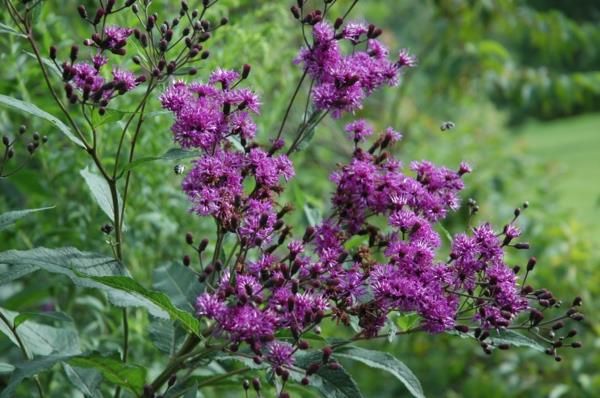 suuri suunnittelija kasvi filigraanikukat violetti loisto