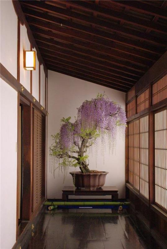 suuri bonsai puu asianmukainen hoito bonsai lajit zen buddhalaisuus