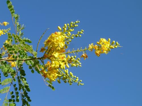 suuri kasvi puu keltainen aina vihreät kukat
