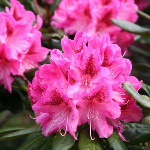 suuret kukat - leikkaa taitavasti rhodendron