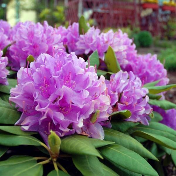Leikkaa suuria kasveja violetilla kukilla alppiruusu