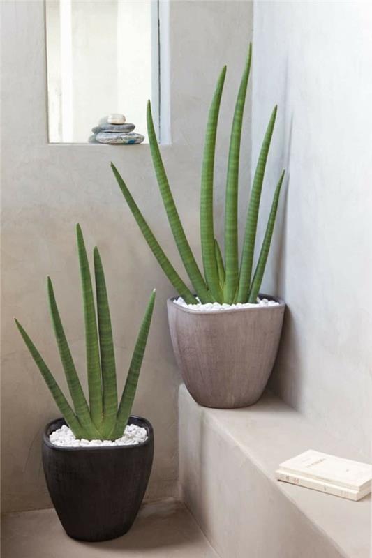 vihreät kasvit kylpyhuone suunnittelu aloe