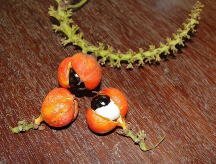 guarana-jauhekorjuun hedelmät kuorivat silmän muotoisia