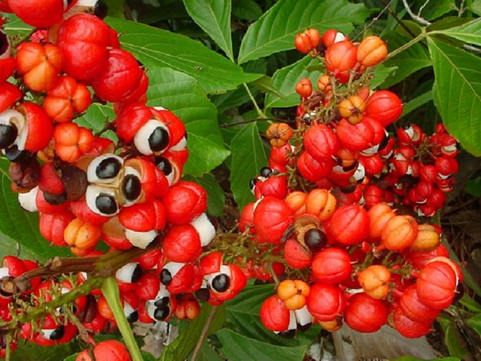 guarana -jauhe punainen kuori istuttaa kypsiä hedelmiä
