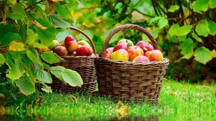 hyviä ideoita orgaanisia omenoita