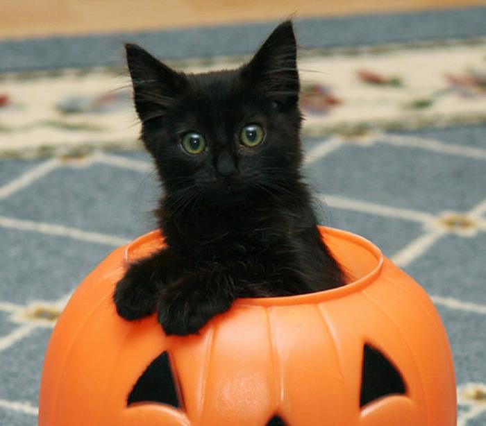 halloween -ideoita koristeluideoita kurpitsa musta kissa