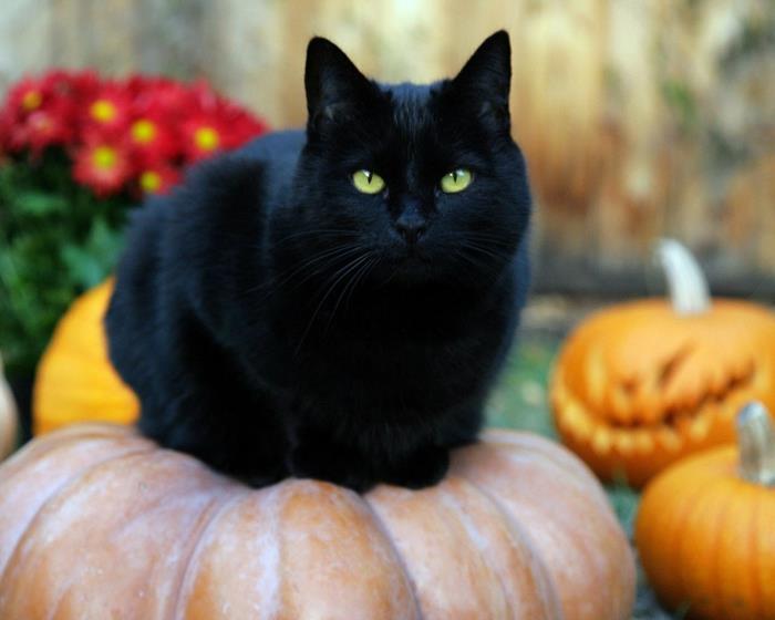 halloween -naamio musta kissa -kuvake