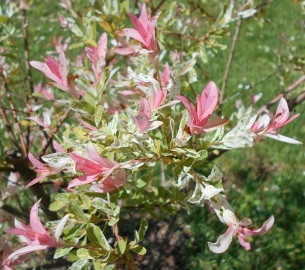 harlekiinipaju Salix integra 'Hakuru Niskishi' talon puu koristepensas