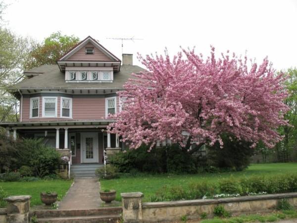 talon puun koristeelliset kirsikka -etupihan suunnitteluideat