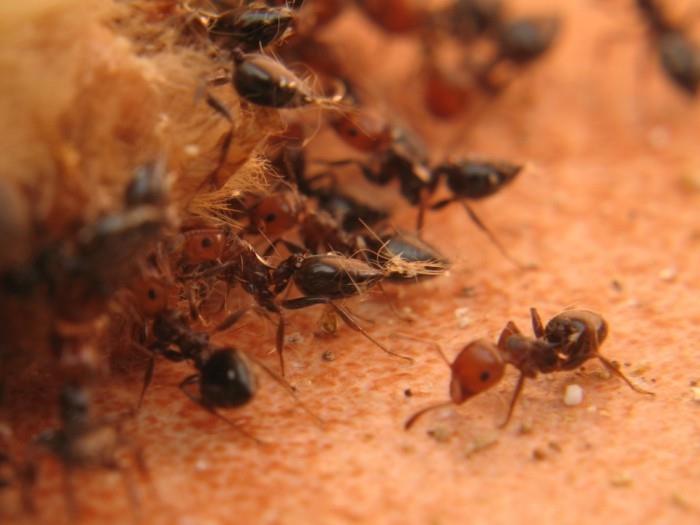 kotivinkit uunin puhdistus sitruunan leivinjauhe muurahaiset