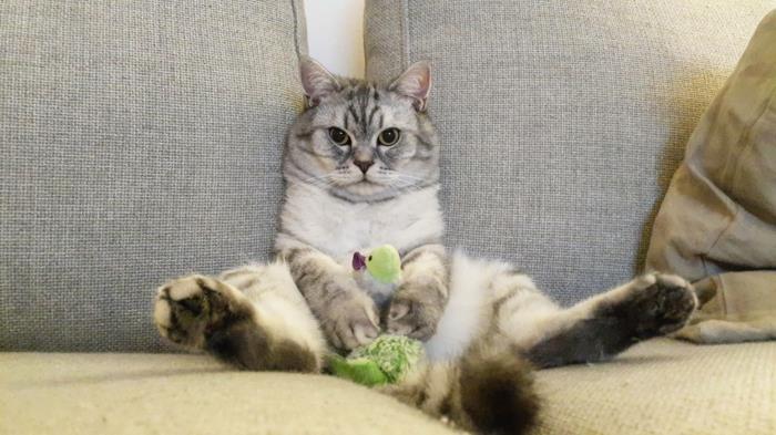 kotikissat asenne hauska kissa kuvia kissa sohvalla