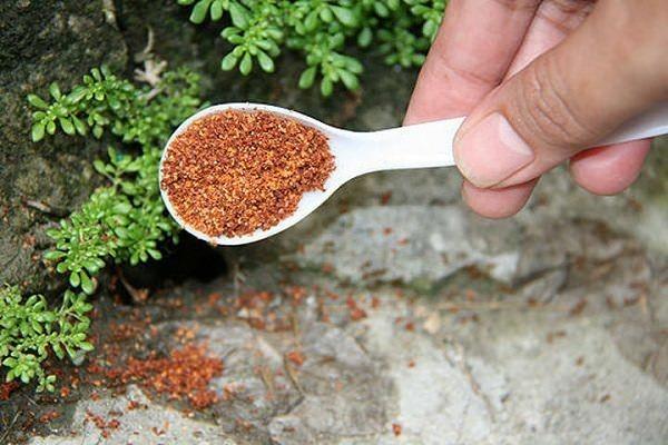 koti korjaustoimenpiteitä muurahaisia ​​pippuria