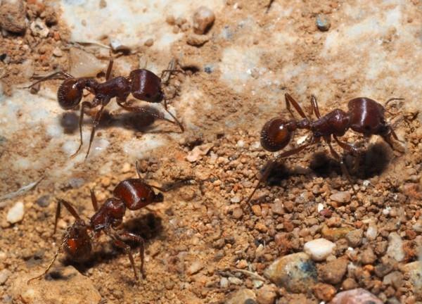 kotihoidot tehokkaita muurahaisia ​​vastaan