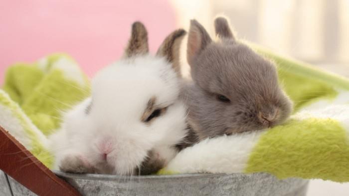 ostaa lemmikkejä kanit puput