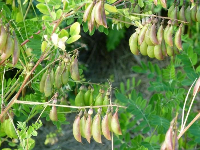 lääkekasvit luonnolliset antibiootit elävät terveitä karhuruukkuja3