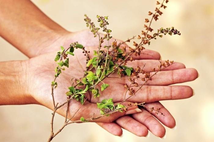 Lääkekasvit kuivattu influenssaa vastaan ​​Ayurveda