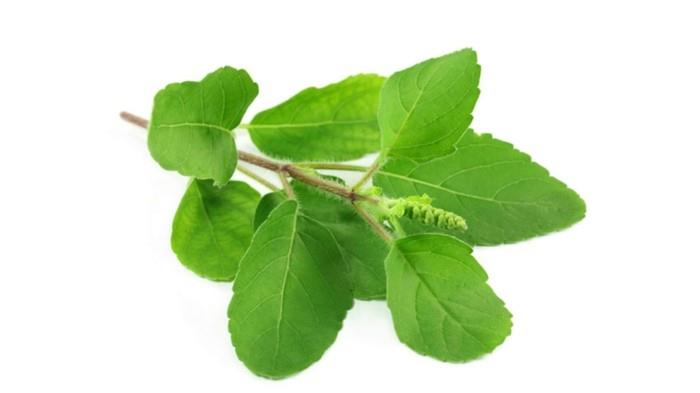 lääkekasveja influenssaa vastaan ​​ayurveda tulsi teetä pyhä basilika