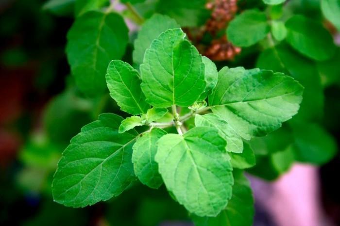 lääkekasveja influenssaa vastaan ​​ayurveda tulsi -teetä