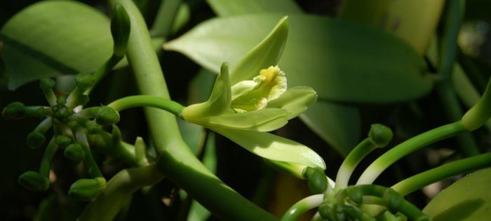 lääkekasvit päänsärkyyn Vanilla fragrans