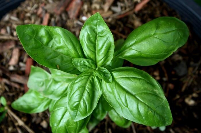 lääkekasvit ostaa lääkekasveja mauste elävät terveet yrtit kasvit basilika