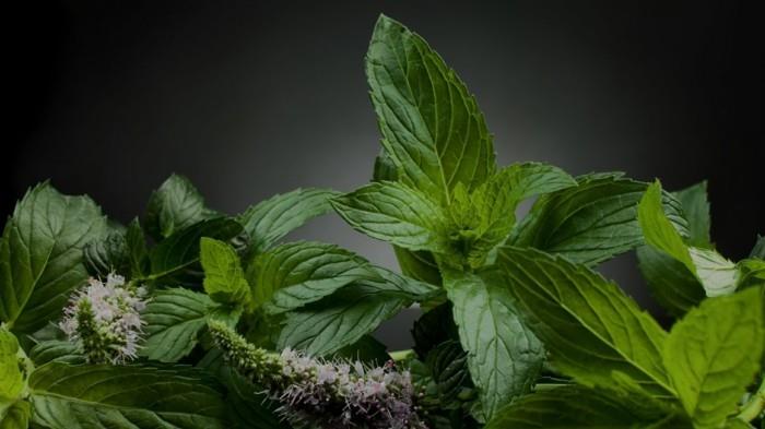 ostaa lääkekasveja lääkekasveja mauste elävät terveet yrtit kasvit minttu