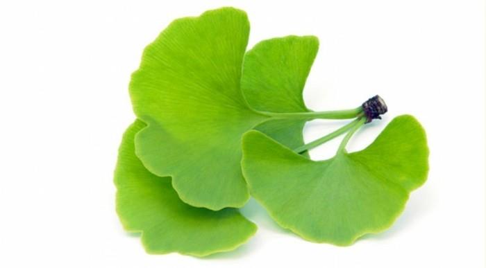lääkekasvit elävät terveenä ginko biloba2