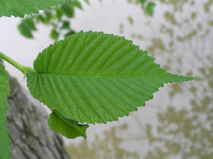 lääkekasvit elävät terveenä ginko punainen jalava
