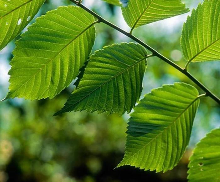lääkekasvit elävät terveenä ginko punainen jalava2