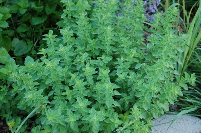 lääkekasvit elävät terveenä sitruunaruoho oregano2