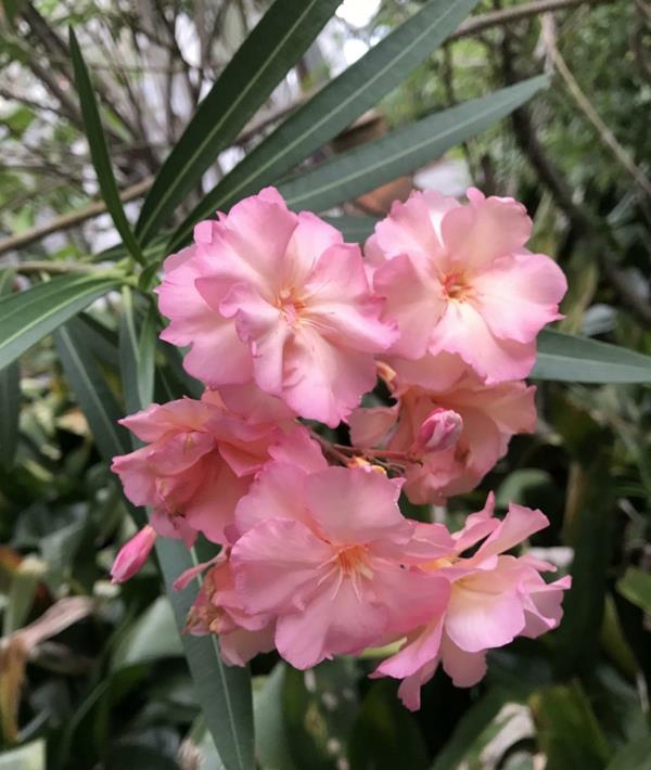 vaaleanpunainen oleander -kukkien hoito puutarha