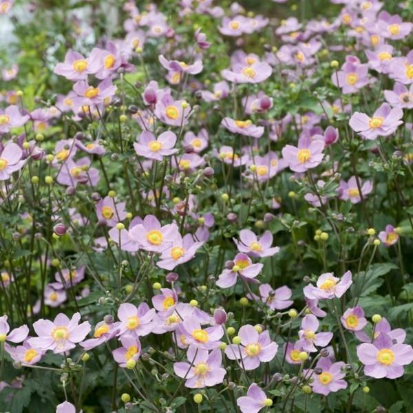 Herbstanemone Anemone hupehenson kestäviä monivuotisia