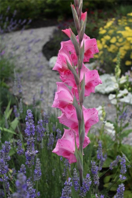 vaaleanpunaiset kukat gladiolus kaunistaa ulkoaluetta syksyllä