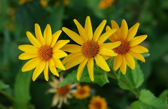 syksyn kukat heliopsis helianthoides puutarha auringonkukka