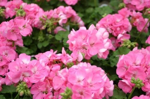 ihana kukkii hydrangea puutarhan kukkien kuningatar