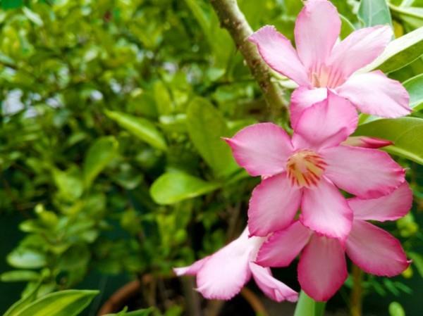 kaunis kukkiva aavikkoruusu adenium