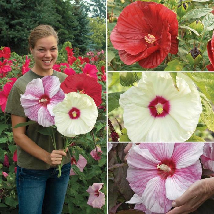 hibiscus värikkäitä suuria kukkia