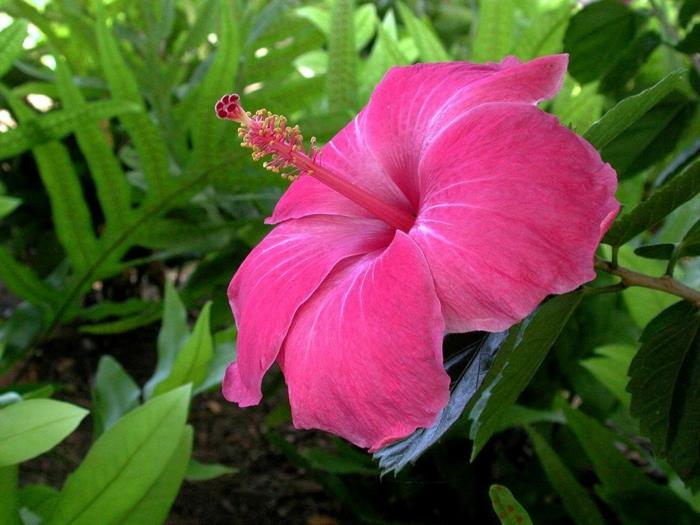 hibiscus kiinalainen ruusu eksoottinen vaaleanpunainen