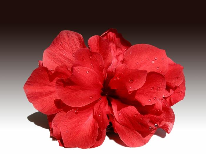 hibiscus kiinalainen ruusu punainen kukka