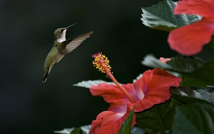 hibiscus eksoottiset kukat pensaat hummingbird