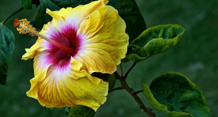 hibiscus keltainen violetti kukka täydellisyys