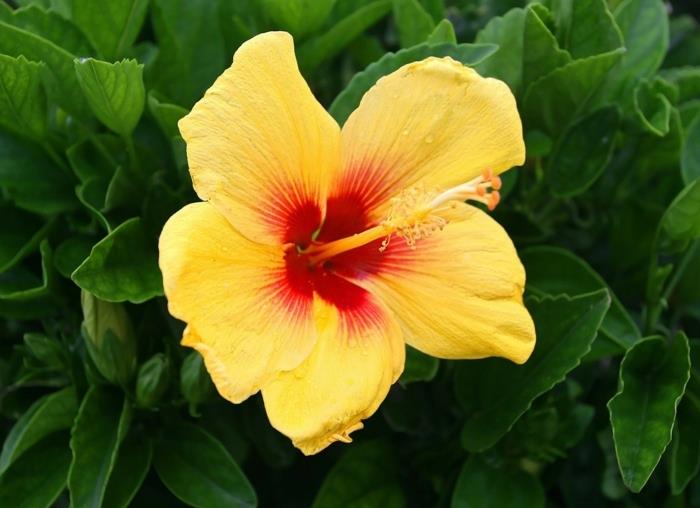 hibiscus keltainen kukka pensas