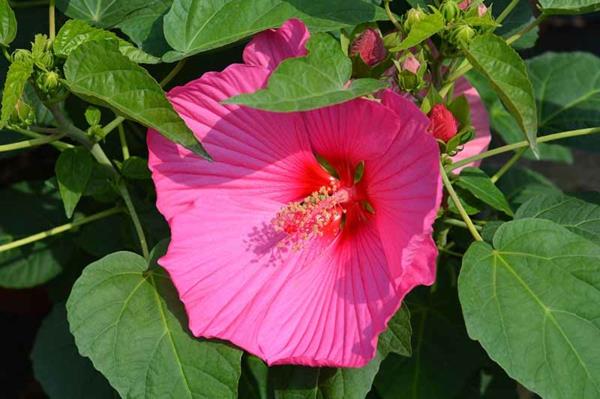 Hibiscus -pensasaidat kukkivat eri värit