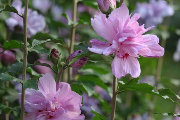 hibiscus pensas pensas hedge kasvit
