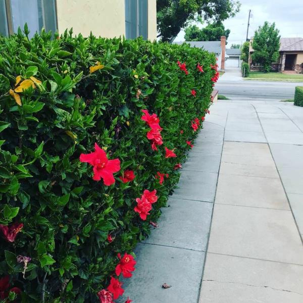 hibiscus pensas tuore puutarha ideoita puutarha suunnittelu kesä