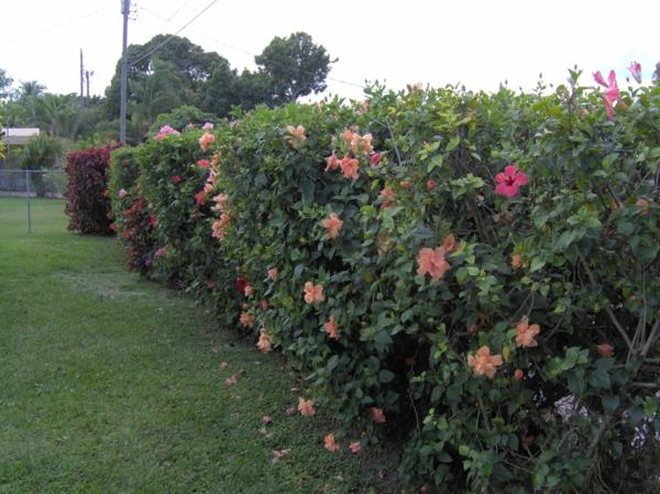 Hibiscus pensasmuotojen hoito vinkkejä