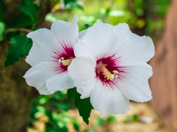 hibiscus hedge hibiscus syriacus garden yksityisyysnäyttö