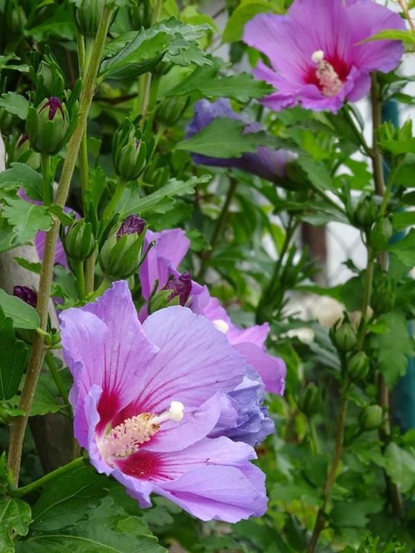hibiscus hedge hibiscus kukkia lil tuoreita puutarhaideoita